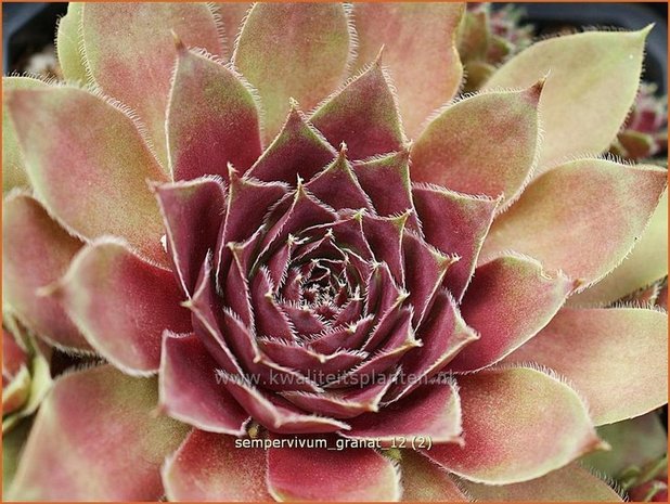 Sempervivum 'Granat' | Huislook, Donderblad