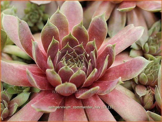 Sempervivum 'Commander Hay' | Huislook, Donderblad