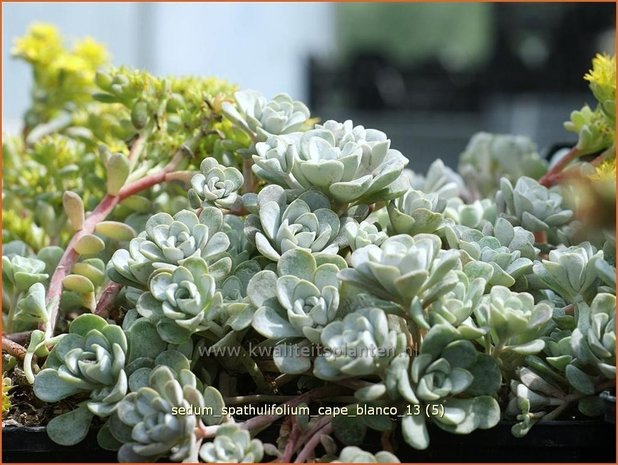 Sedum spathulifolium 'Cape Blanco' | Hemelsleutel, Vetkruid