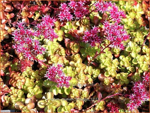 Sedum spurium 'Fuldaglut' | Kaukasische muurpeper, Roze vetkruid, Vetkruid