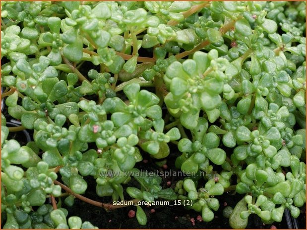 Sedum oreganum | Vetkruid