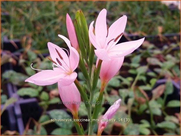 Schizostylis coccinea 'Mrs Hegarty' | Moerasgladiool, Kafferlelie