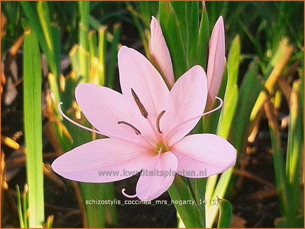 Schizostylis coccinea 'Mrs Hegarty' | Moerasgladiool, Kafferlelie