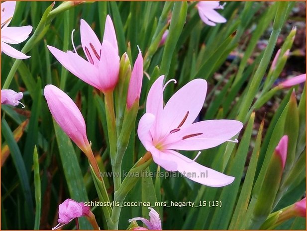 Schizostylis coccinea 'Mrs Hegarty' | Moerasgladiool, Kafferlelie