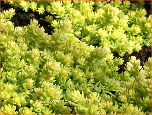 Sedum acre 'Yellow Queen' | Muurpeper