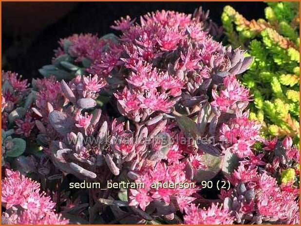 Sedum 'Bertram Anderson' | Hemelsleutel, Vetkruid