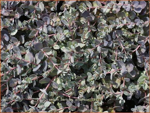 Sedum 'Bertram Anderson' | Hemelsleutel, Vetkruid