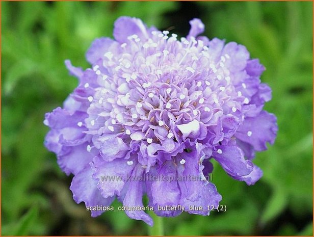 Scabiosa columbaria 'Butterfly Blue' | Duifkruid, Schurftkruid