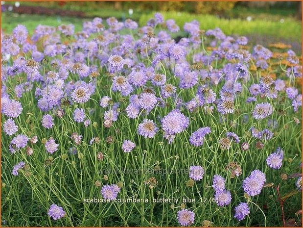 Scabiosa columbaria 'Butterfly Blue' | Duifkruid, Schurftkruid