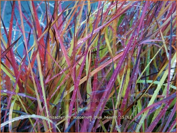 Schizachyrium scoparium 'Blue Heaven' | Klein prairiegras