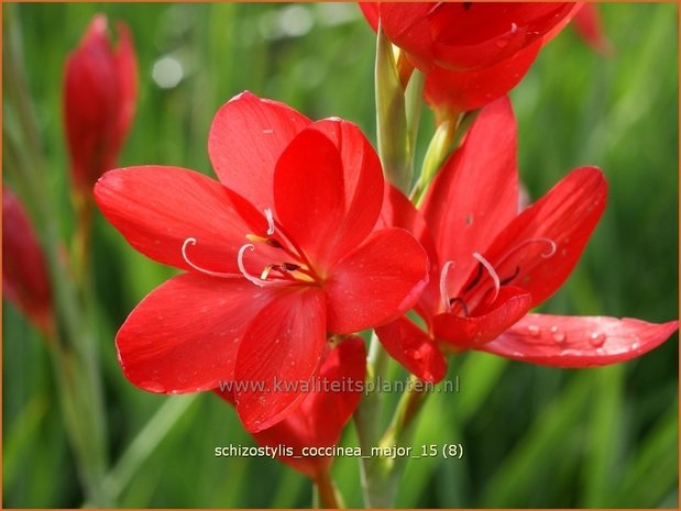 Schizostylis coccinea 'Major' | Moerasgladiool, Kafferlelie | Spaltgriffel