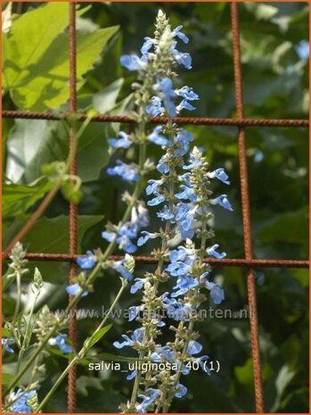 Salvia sclarea var. turkestanica | Scharlei, Muskaatsalie, Salie, Salvia | Muskateller-Salbei | Clary Sage