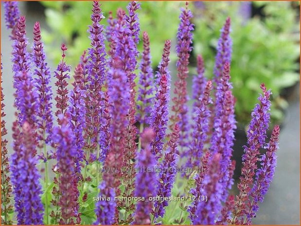 Salvia nemorosa 'Ostfriesland' | Salie, Salvia