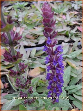 Salvia nemorosa 'Ostfriesland' | Salie, Salvia