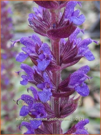 Salvia nemorosa 'Ostfriesland' | Salie, Salvia