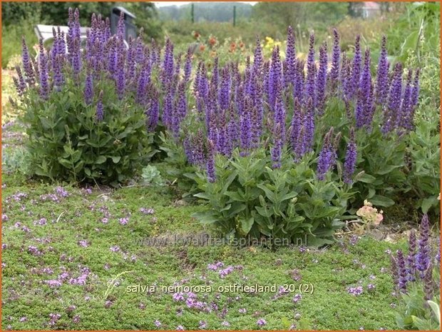 Salvia nemorosa 'Ostfriesland' | Salie, Salvia