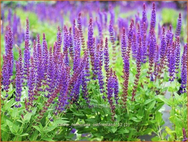 Salvia nemorosa 'Ostfriesland' | Salie, Salvia