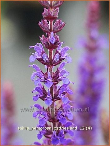 Salvia nemorosa 'Ostfriesland' | Salie, Salvia