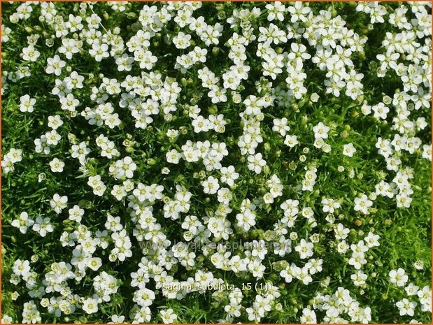 Sagina subulata | Vetmuur
