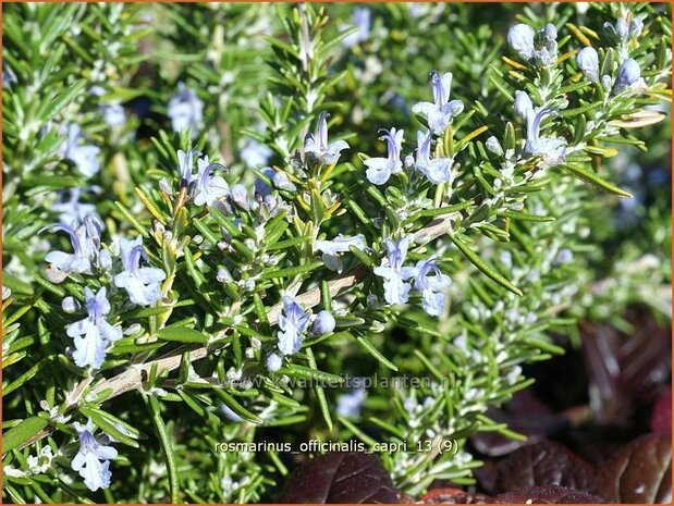 Rosmarinus officinalis 'Capri' | Rozemarijn | Rosmarin