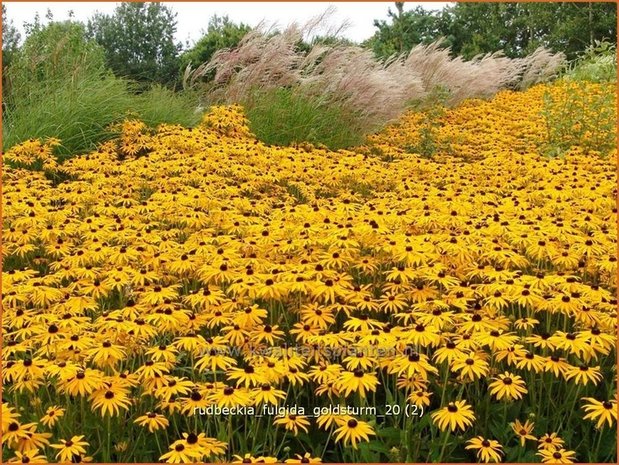 Rudbeckia fulgida 'Goldsturm' | Zonnehoed