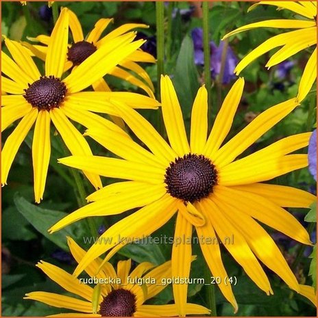 Rudbeckia fulgida 'Goldsturm' | Zonnehoed