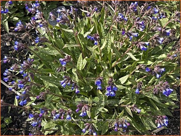 Pulmonaria saccharata 'Mrs Moon' | Longkruid