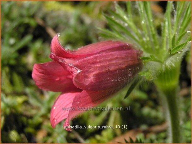 Pulsatilla vulgaris &#39;Rubra&#39; | Wildemanskruid | Gewöhnliche Kuhschelle