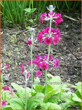 Primula japonica 'Miller's Crimson' | Sleutelbloem, Etageprimula, Japanse sleutelbloem