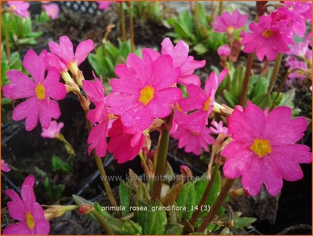 Primula rosea 'Grandiflora' | Sleutelbloem | Rosablühende Sumpf-Schlüsselblume