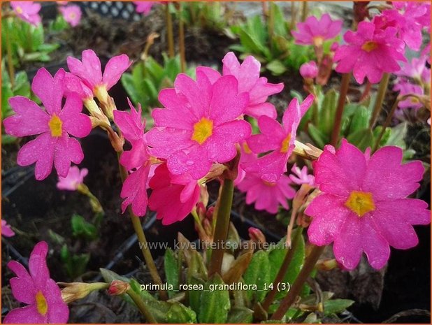 Primula rosea 'Grandiflora' | Sleutelbloem | Rosabl&uuml;hende Sumpf-Schl&uuml;sselblume