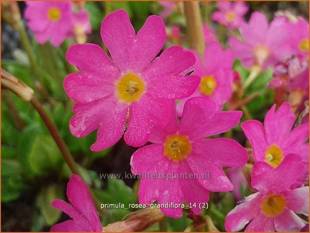 Primula rosea 'Grandiflora' | Sleutelbloem | Rosabl&uuml;hende Sumpf-Schl&uuml;sselblume