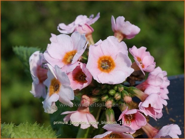 Primula japonica 'Apple Blossom' | Sleutelbloem, Etageprimula, Japanse sleutelbloem