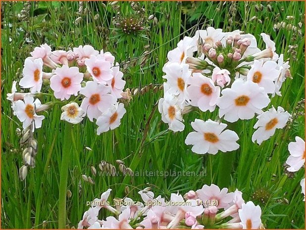 Primula japonica 'Apple Blossom' | Sleutelbloem, Etageprimula, Japanse sleutelbloem