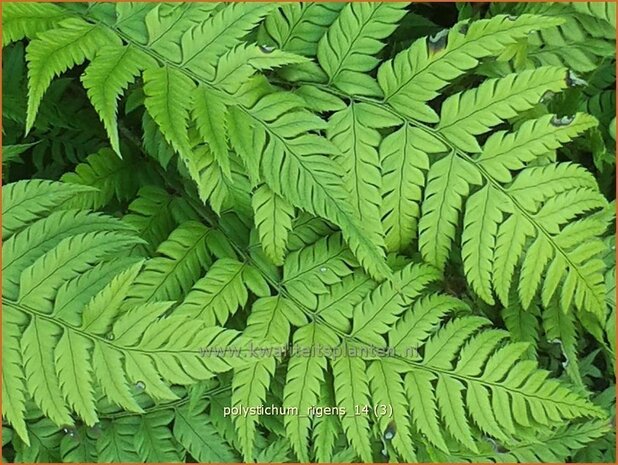 Polystichum rigens | Naaldvaren