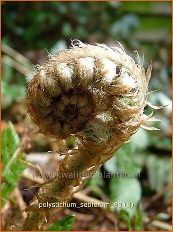 Polystichum setiferum | Zachte naaldvaren, Naaldvaren | Filigranfarn