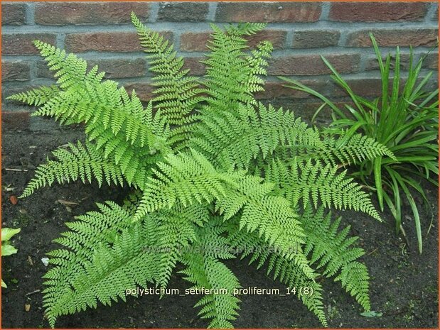 Polystichum setiferum 'Proliferum' | Zachte naaldvaren