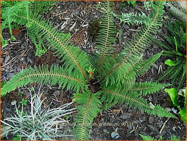 Polystichum setiferum 'Proliferum' | Zachte naaldvaren