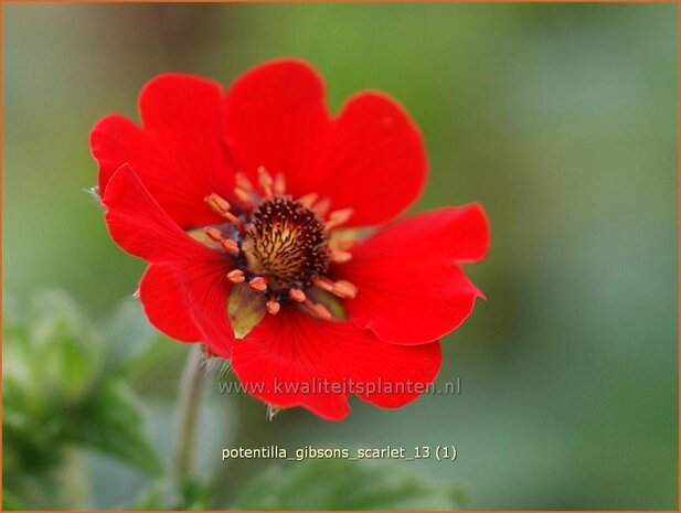 Potentilla 'Gibson's Scarlet' | Vijfvingerkruid, Ganzerik