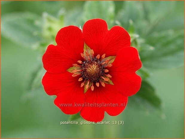 Potentilla 'Gibson's Scarlet' | Vijfvingerkruid, Ganzerik