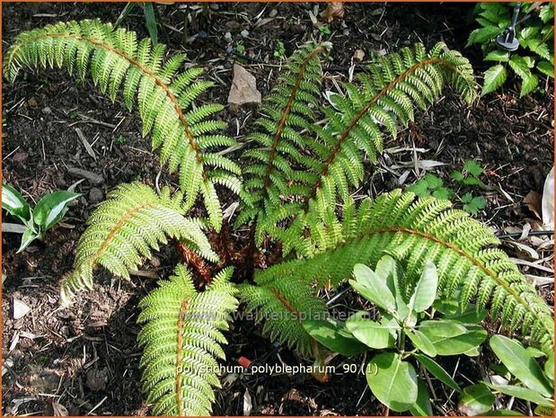 Polystichum polyblepharum | Naaldvaren