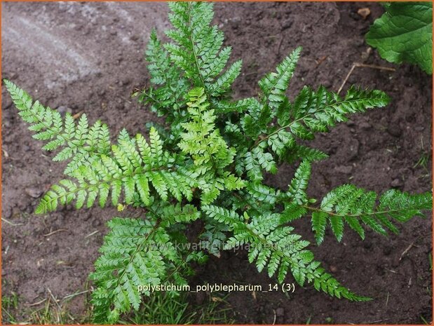 Polystichum polyblepharum | Naaldvaren