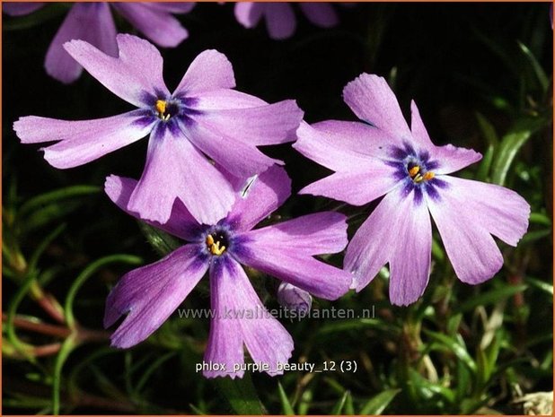 Phlox 'Purple Beauty' | Vlambloem, Kruipphlox