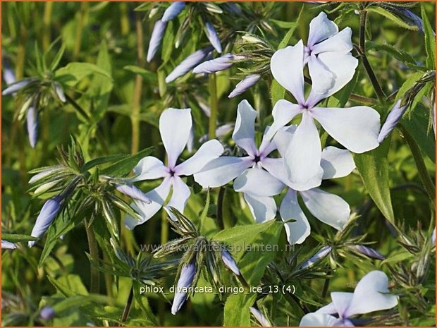 Phlox divaricata 'Dirigo Ice' | Vlambloem, Voorjaarsvlambloem