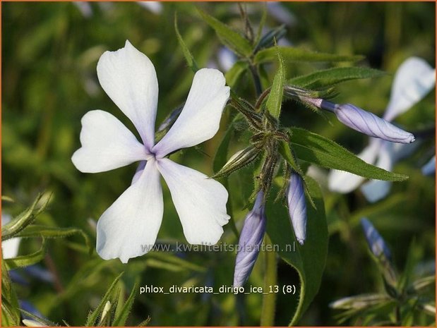 Phlox divaricata 'Dirigo Ice' | Vlambloem, Voorjaarsvlambloem