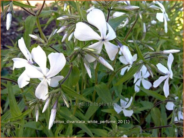 Phlox divaricata 'White Perfume' | Voorjaarsvlambloem, Vlambloem, Flox, Floks | Wald-Flammenblume