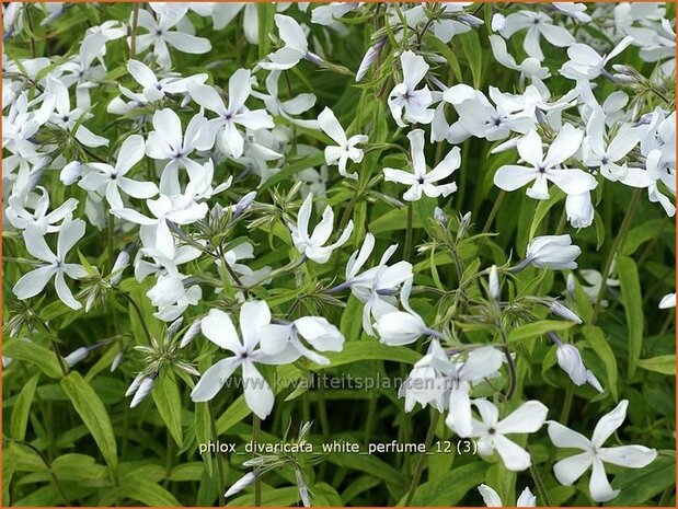 Phlox divaricata 'White Perfume' | Voorjaarsvlambloem, Vlambloem, Flox, Floks | Wald-Flammenblume