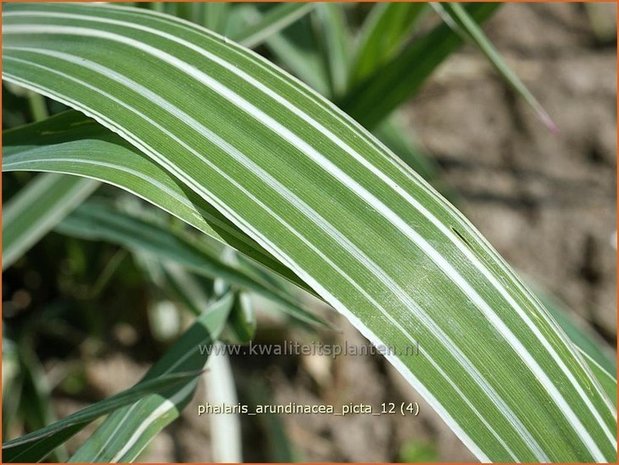 Phalaris arundinacea 'Picta' | Rietgras, Kanariegras