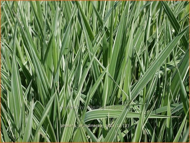 Phalaris arundinacea 'Picta' | Rietgras, KanariegrasPhalaris arundinacea 'Picta' | Rietgras, Kanari