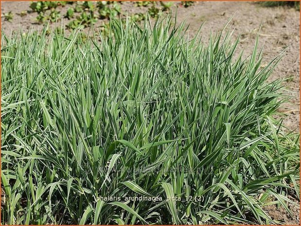 Phalaris arundinacea 'Picta' | Rietgras, Kanariegras